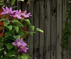 Four Seasons Garden Center