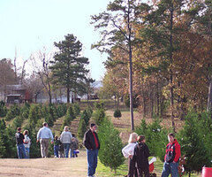 Motley's Christmas Tree Farm