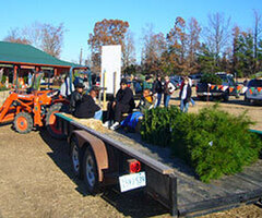 Motley's Christmas Tree Farm