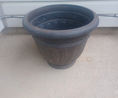 Large Plant Or Flower