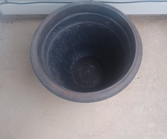 Large Plant Or Flower